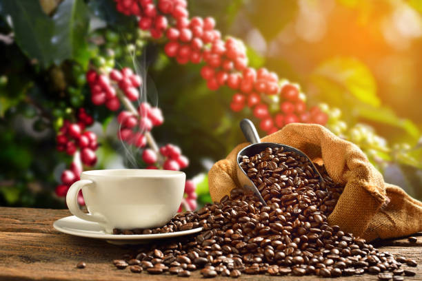 ¿El tamaño del lote de café afecta el resultado de un mismo proceso? 