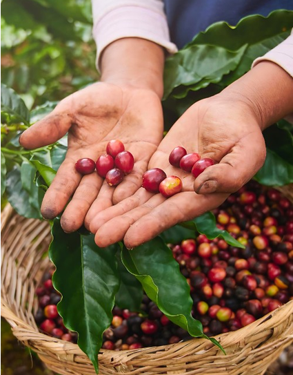 El potencial de la variedad Java en América Latina